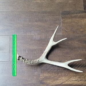 Natural Antler Decor